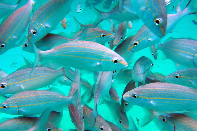 Cruise Ship Shore Tour - Stingray City, Reef Snorkel and Starfish - Preparing for the Shore Excursion