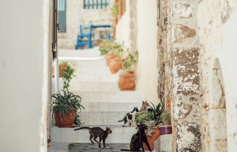 Cruise to Nisyros: Volcano, Nikia Village & Mandraki Trip - Return Voyage: Reflecting on the Day