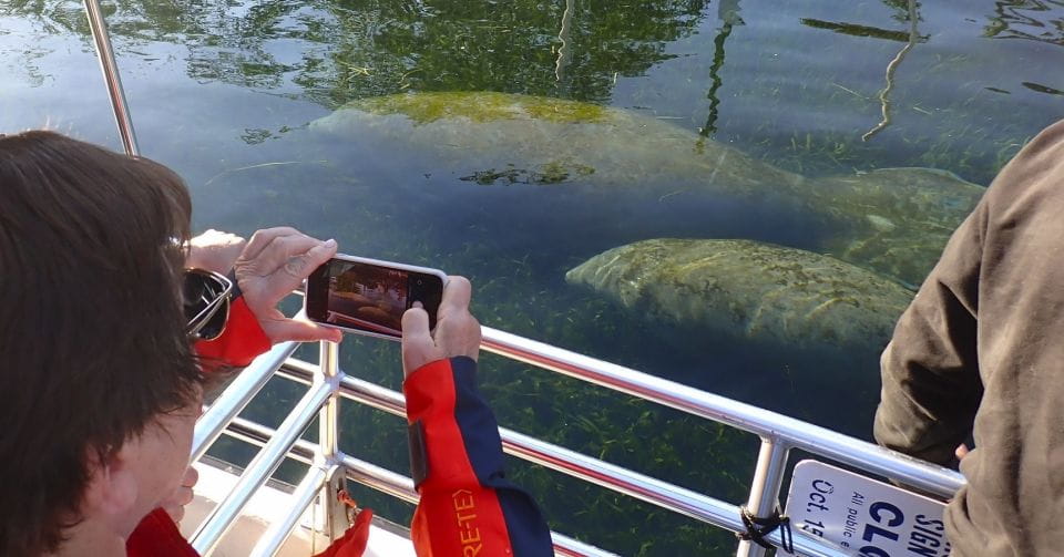 Crystal River: Manatee Swim Group Tour - Manatee Habitat and Behavior
