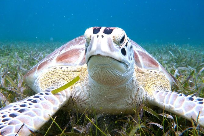 Culebra Island Snorkel and Turtle Adventure With Ferry Transport - Relaxing at Flamenco Beach