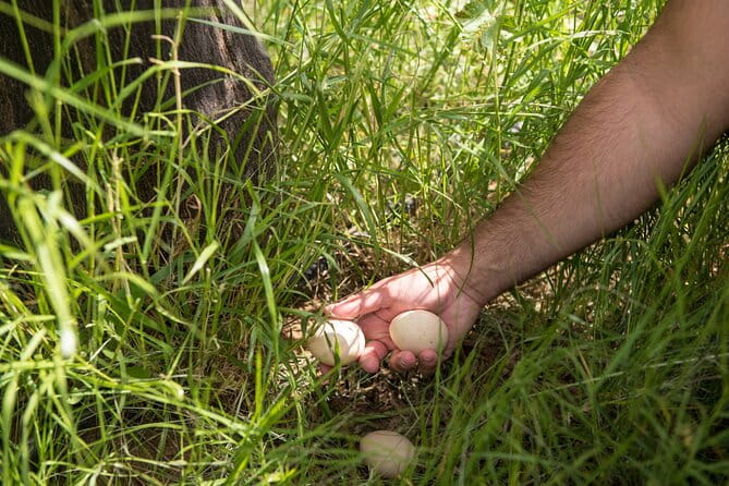 Culinary Agristory in Vathis - Kalymnos - Authentic Greek Cooking in Vathis: A Taste of Tradition