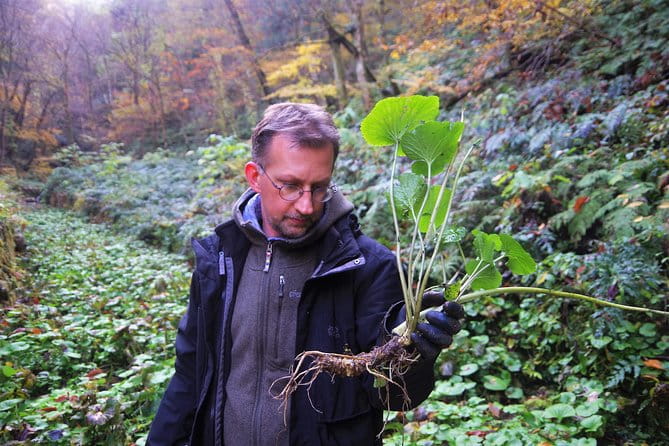 Cultivate Organic WASABI - Trekking Through the Wasabi Fields