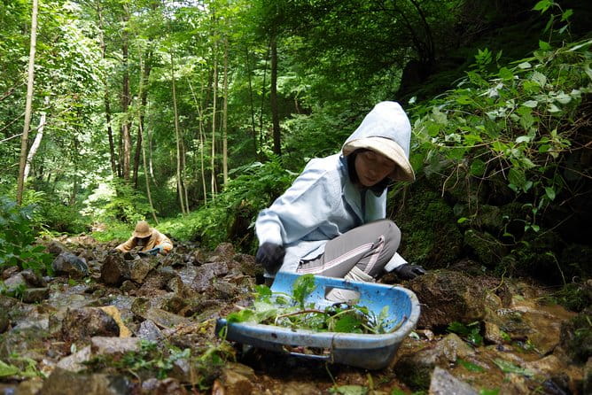 Cultivate Organic WASABI - Important Considerations