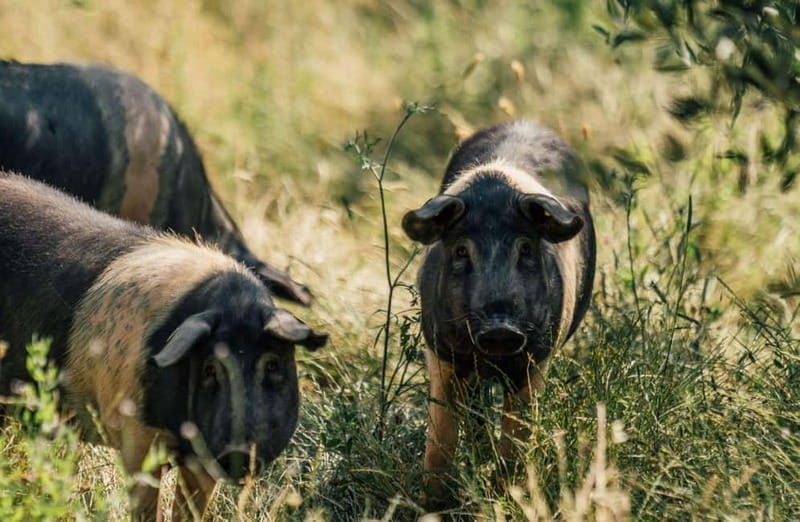 Cured Meat & Olive Oil Tasting & Visit near Pisa & Livorno - Key points / Takeaways