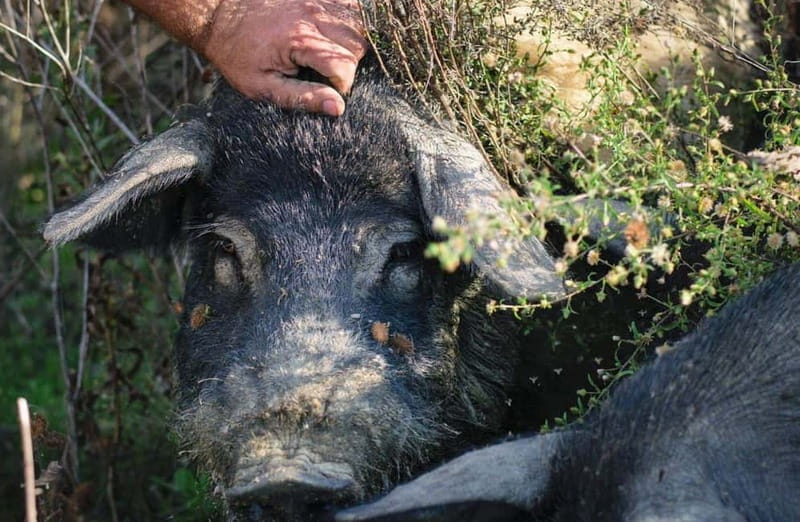 Cured Meat & Olive Oil Tasting & Visit near Pisa & Livorno - Tasting Session: Olives & Meats You’ll Remember