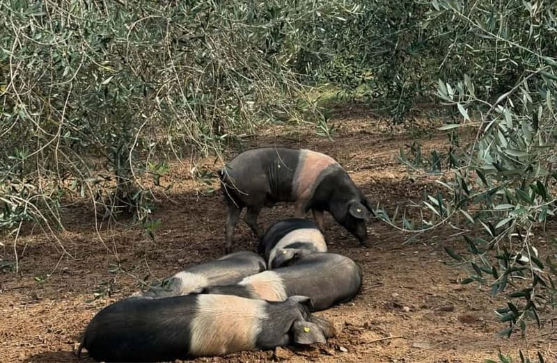 Cured Meat & Olive Oil Tasting & Visit near Pisa & Livorno - Who Will Love This Experience?