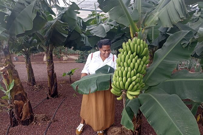 Custom Private Full-Day Tour into the Heart of Tenerife - The Experience in Detail