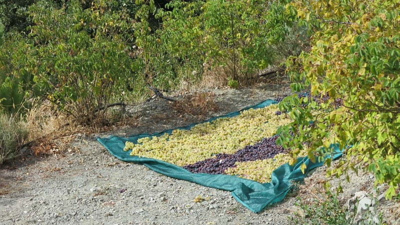 Cyprus: Troodos Mountains Villages and Wineries Tour - Key Points / Takeaways