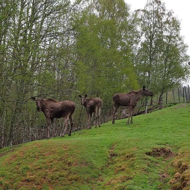 Dals Långed: Moose Park Guided Tour with Feeding - Key Points / Takeaways