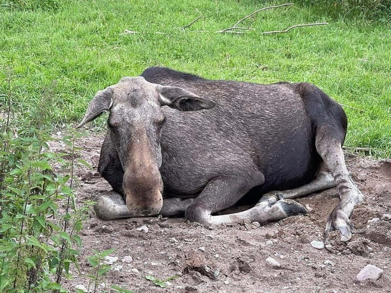 Dals Långed: Moose Park Guided Tour with Feeding - An Authentic Nordic Wildlife Encounter