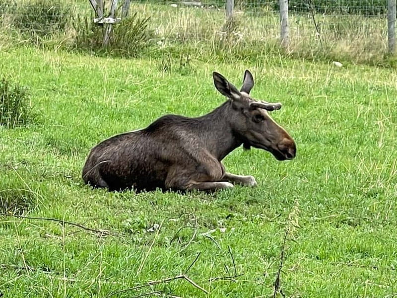 Dals Långed: Moose Park Guided Tour with Feeding - Exploring the Park Independently