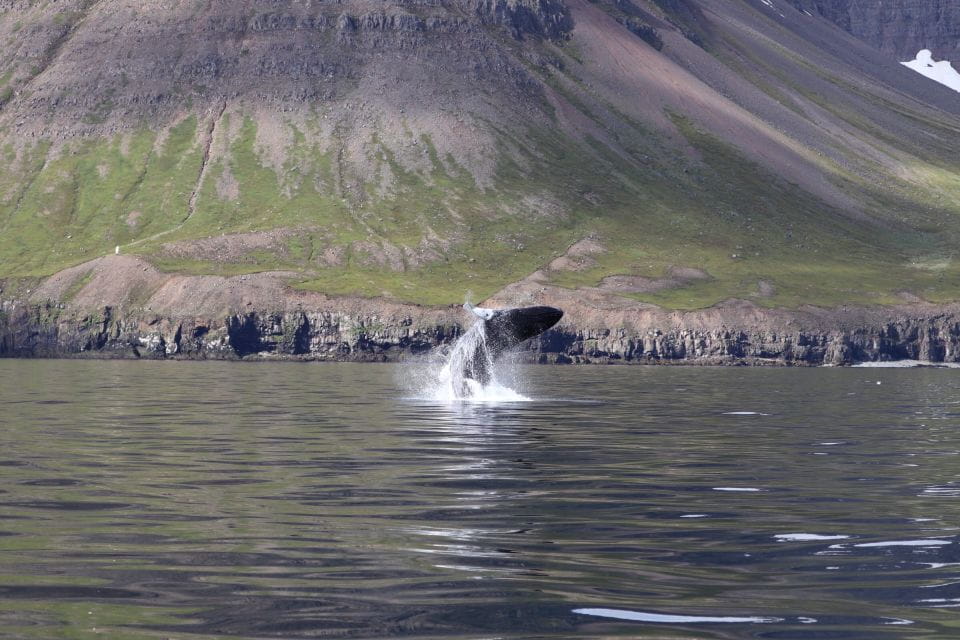 Dalvík: Whale Watching Speedboat Tour - What to Bring