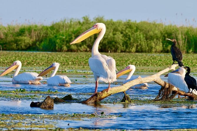 Danube Delta and Black See - 2 Days Private Tour from Bucharest - Exploring Bucharest’s Cultural and Coastal Highlights