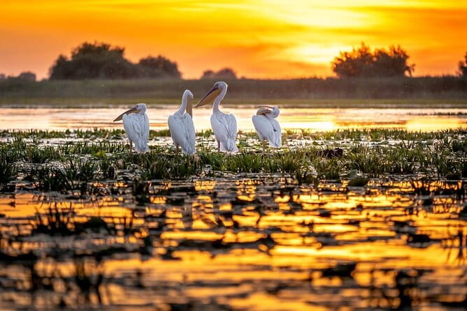 Danube Delta and Black See - 2 Days Private Tour from Bucharest - Who Will Love This Tour?