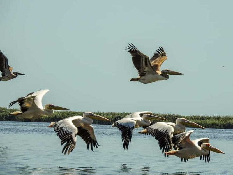 Danube Delta: Birds & Secret Channels 4-Day Tour - An In-Depth Look at the Danube Delta: Birds & Secret Channels Tour