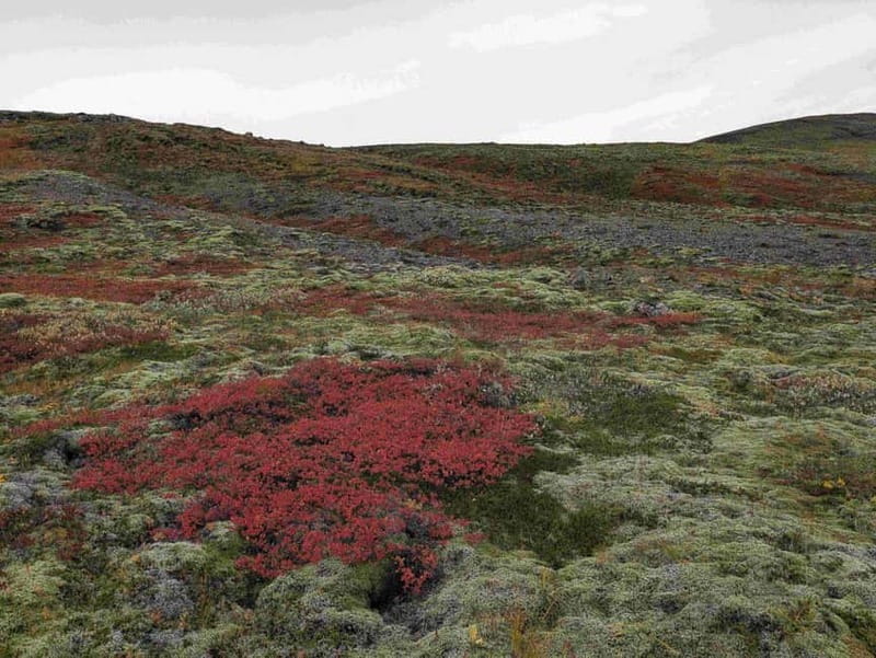 Day Hike to Grimannsfell: Waterfall & Legacy - moderate - Key Points / Takeaways