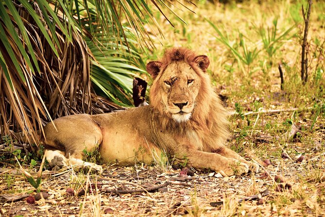 Day Safari Tour to Selous Game Reserve From Zanzibar - Highlights of the Game Drive