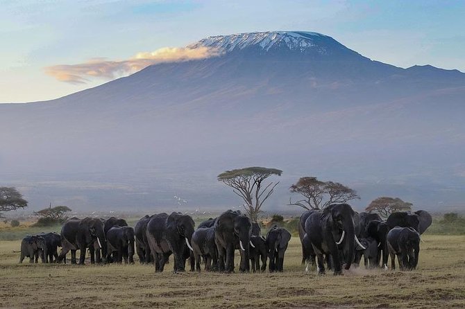 Day Tour To Amboseli National Park - Key Points
