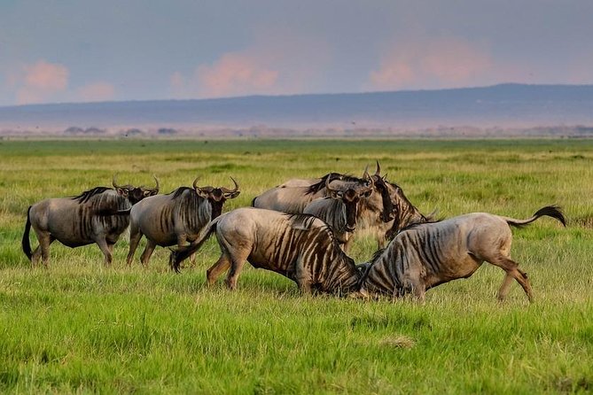 Day Tour To Amboseli National Park - Additional Details