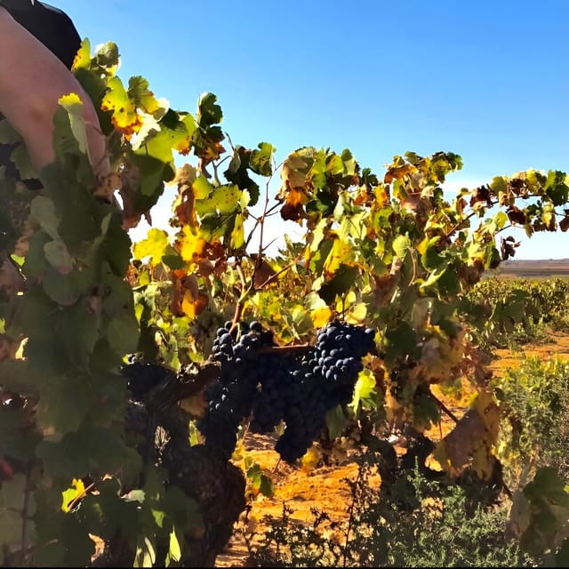 Day Trip and Discover the Heart of Alicantes Wine Country! - Entering Alicante’s Wine Heart: An Overview of the Tour