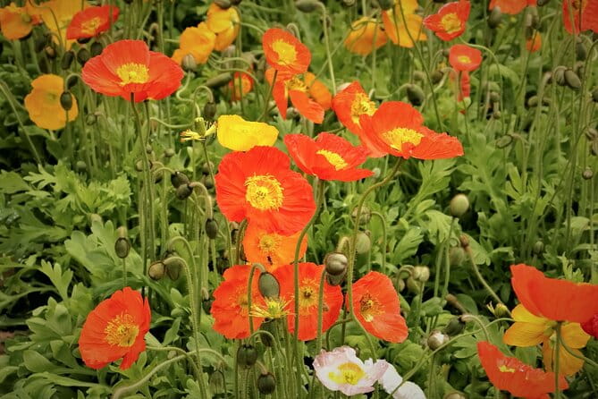 Day Trip Ashikaga Flower Park by Private Car From Tokyo - Visiting Kurita Museum