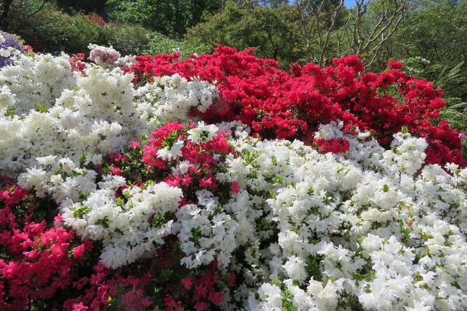 Day Trip Ashikaga Flower Park by Private Car From Tokyo - Accessibility and Requirements