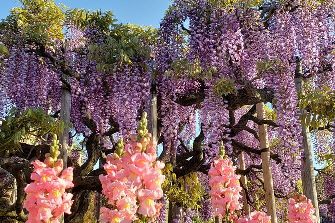 Day Trip Ashikaga Flower Park by Private Car From Tokyo - Itinerary and Tour Details