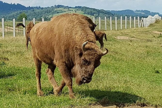 Day trip from Brasov: Bison reserve & traditional lunch - Final Thoughts