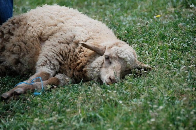 Day trip -Mtskheta-Jvari Gori-Uplistsikhe - FAQ