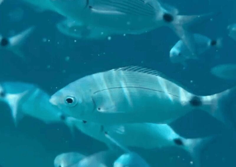 Day trip on a catamaran in the bay of ajaccio - An Authentic Day on the Water in Corsica’s Bay of Ajaccio