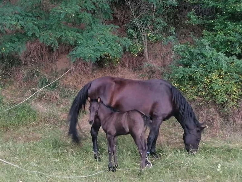 Day Trip: Rila Monastery & Ivan Rilski Cave  Small Group - Entering the UNESCO World Heritage Site: Rila Monastery