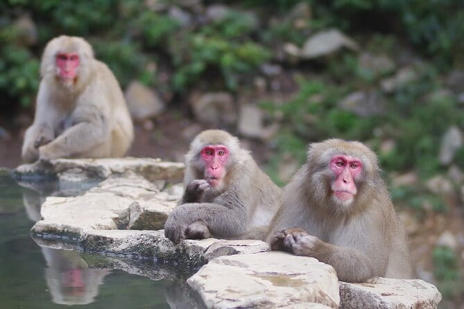 Day Trip Snow Monkey in Nagano From Tokyo by Bullet Train - Exploring the Snow Monkey Park