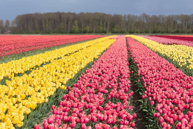 Day Trip to Famous Tulip Route in Noordoostpolder From Amsterdam - Key points / Takeaways