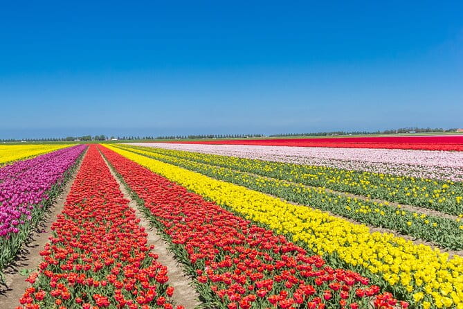 Day Trip to Famous Tulip Route in Noordoostpolder From Amsterdam - Exploring the Noordoostpolder Tulip Route: An In-Depth Look