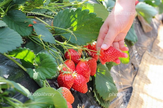 Day Trip to Fruits Pick & Shopping in Fukuoka With Minibus:7m - Pricing Information