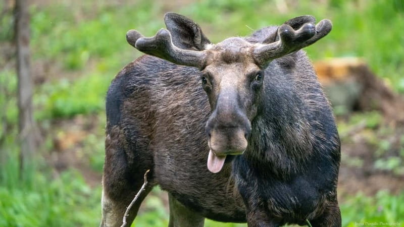 Day Trip To Gauja National Park: Animals, and Castles - Key points / Takeaways