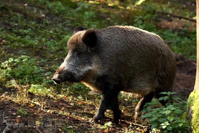 Day trip to Gauja National Park: animals, castles and a cave - Key points / Takeaways