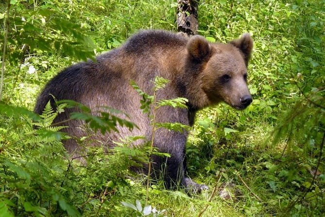 Day trip to Gauja National Park: animals, castles and a cave - Who Is This Tour Best For?