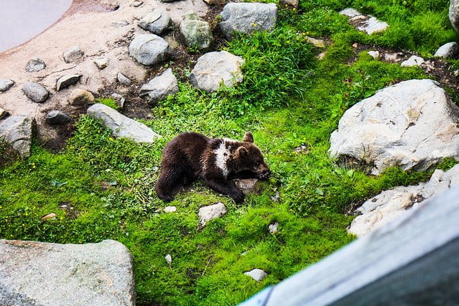 Day Trip to Ranua Arctic Wildlife Park from Rovaniemi - Key points / Takeaways