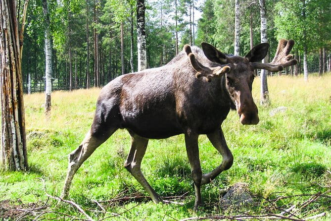 Day Trip to Ranua Arctic Wildlife Park from Rovaniemi - The Included Barbecue Lunch: Tasty and Hearty