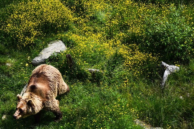 Day Trip to Ranua Arctic Wildlife Park from Rovaniemi - Who Would Love This Tour?