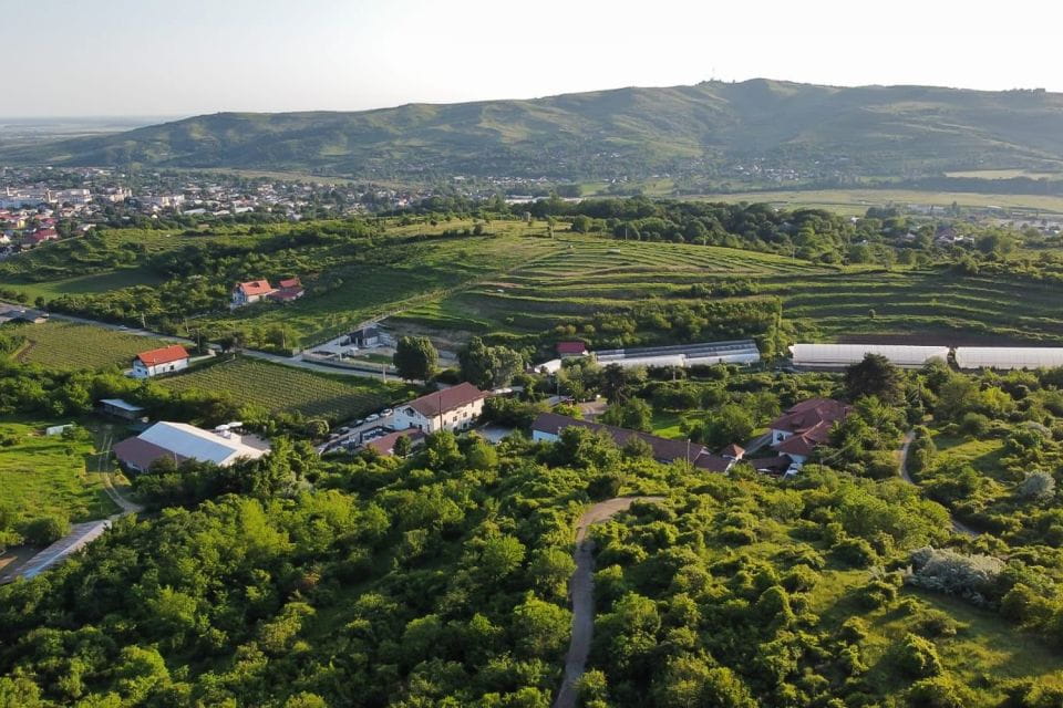Dealu Mare Wineries: Wine Tasting Tour on the Old Wine Road - Itinerary and Experience