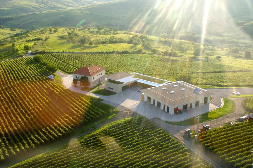 Dealu Mare Wineries: Wine Tasting Tour on the Old Wine Road - Winery Visits and Tastings