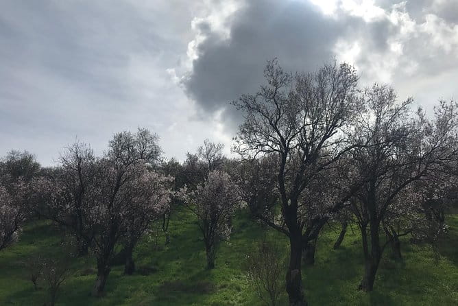 Delphi Private Full-day trip from Athens - The Sum Up