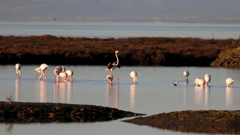 Deltebre: bicycle rentals in the Ebro Delta - Key Points / Takeaways