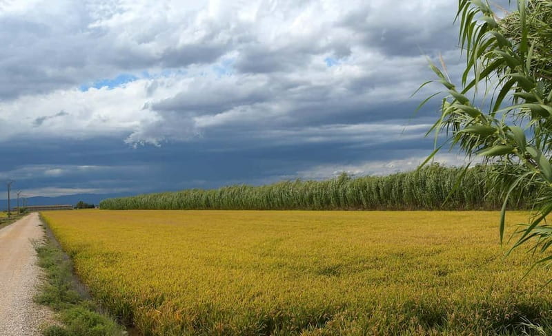 Deltebre: bicycle rentals in the Ebro Delta - Final Thoughts