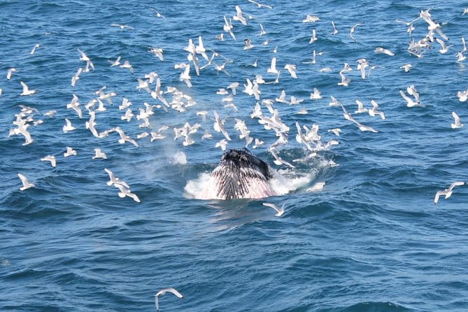 Deluxe Whale Watching and Whales of Iceland Exhibition Combo from Reykjavik - Final Thoughts: Who Is This Tour Best For?
