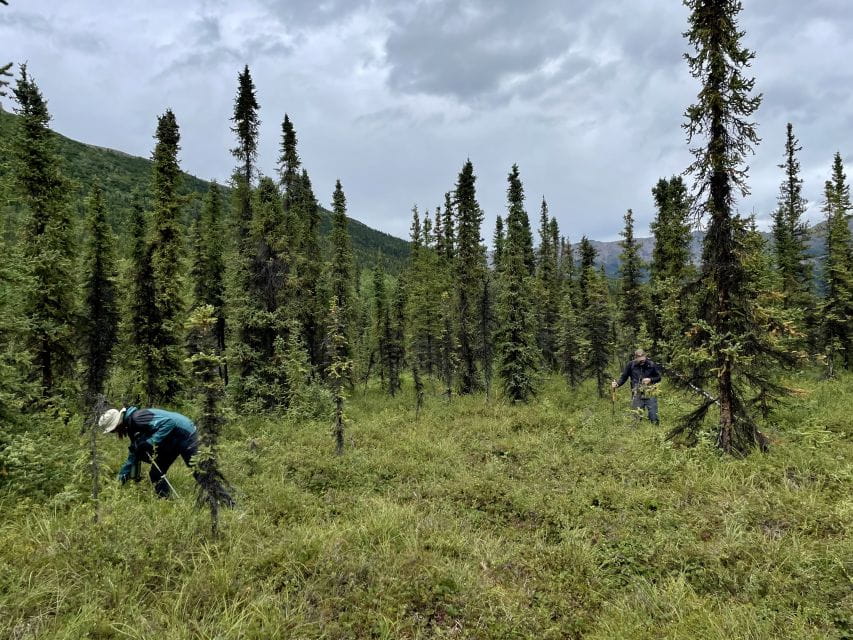 Denali: Naturalist Walking Tour in Denali National Park - Participant Information