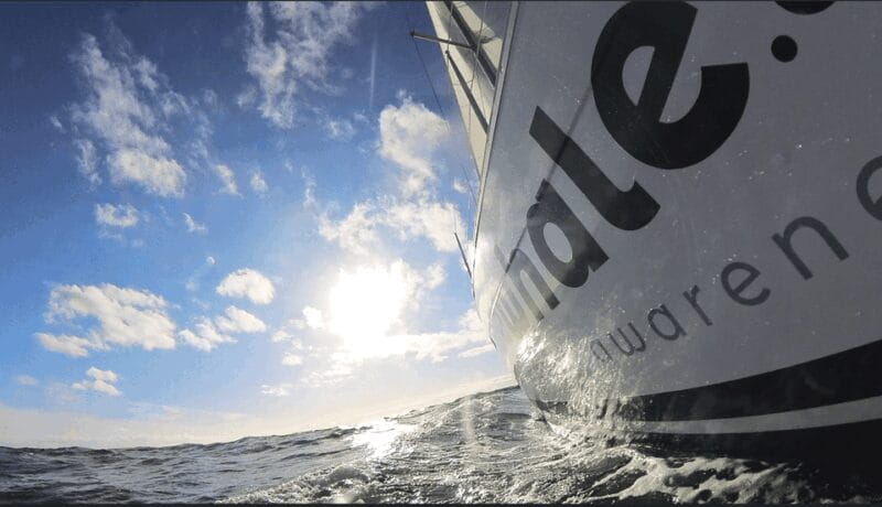 Denia: Sunset Electric Sailboat Cruise with Dolphin Spotting - Wildlife Spotting — Dolphins and Whales in Their Element