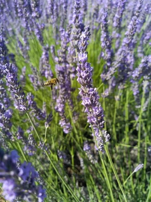 departing from Avignon, Classic lavender tour - Key Points / Takeaways